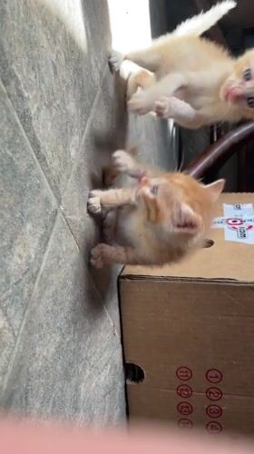Everyday pet moments captured in Bulgarian town