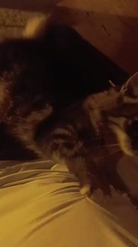 A close-up shot shows a cat lying on a person's lap, illuminated by warm lighting. The cat is dark brown with tabby markings. A hand enters the frame from the right and gently pets the cat's head. The background is dark and out of focus, with hints of wooden surfaces.