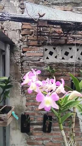 A cluster of pink and white orchids is in focus in the foreground, their petals gently curved. The orchids are situated in front of a textured brick wall, which appears weathered and uneven. Above the wall, a dark mesh-like covering is visible, casting dappled shadows. To the left of the orchids, a wooden planter box holds a few small green plants. The background is a mix of rough concrete and brickwork, suggesting an outdoor setting, possibly a garden or patio area.