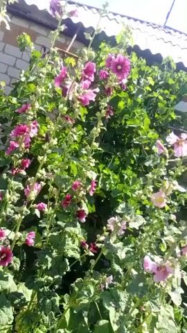 This is a video of tall, flowering plants with large, pink and purple blooms, likely hollyhocks, swaying gently in the breeze. The plants are growing in front of a brick wall and a white, corrugated roof structure. Green foliage fills the background, and the sky is visible above. The camera pans slightly across the scene.
