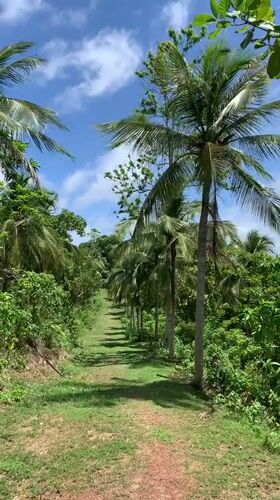 Tropical path with damaged tree documented in Kathaluwa