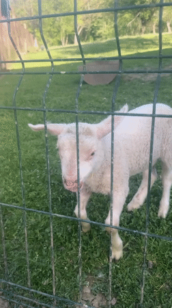 Young animals observed in rural Bulgarian village setting