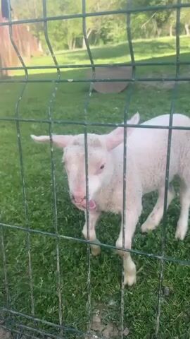A single, young lamb with fluffy white wool and a pink face is the central subject of the video. It stands behind a green wire mesh fence, facing the camera. The lamb has prominent, soft pink ears and a smudged pink nose.

Throughout the video, the lamb remains relatively stationary, shifting its weight slightly while looking towards the viewer. It vocalizes several times, emitting distinct bleating sounds. At one point, it opens its mouth wide, sticking out its pink tongue briefly before retracting it.

The setting is an outdoor, rural environment. The lamb is standing on lush green grass, which appears well-maintained. In the blurred background, there are green trees suggesting a treeline or wooded area, and a partially visible curved object on the ground, possibly a feeder or water trough. The lighting indicates daytime, under bright sunlight, casting no harsh shadows. The overall scene suggests a pasture or animal enclosure. There is no visible text. The location is consistent with a rural farm setting in Dobrevtsi, Bulgaria. The lamb appears curious and vocal.