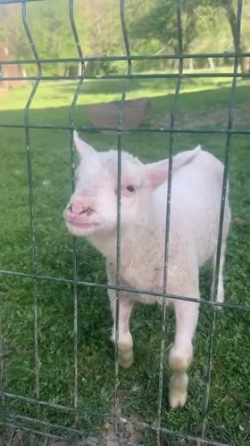 Young animals observed in rural Bulgarian village setting