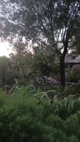 The video shows a dark, outdoor scene. In the foreground, there is a lot of greenery, possibly plants or bushes. In the background, there is a large tree with dark leaves, and some of its branches are visible. Behind the tree, there are hints of a structure, possibly a building or a house, partially obscured by foliage. The lighting suggests it might be dusk or dawn. There are no people or discernible actions visible in the video. The overall impression is of a somewhat overgrown natural or semi-rural environment.