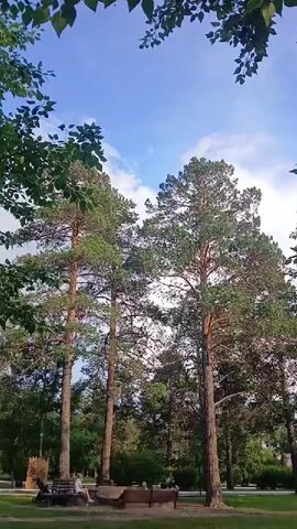 This video captures a serene park scene in Chita, Russia. The camera pans upwards, framing tall pine trees against a bright blue sky dotted with fluffy white clouds. Lush green leaves from trees in the foreground create a natural archway, framing the sky and the pines. In the mid-ground, park benches and what appears to be a small, decorative wooden structure, perhaps a mini-castle, are visible on a grassy area. A few individuals are scattered around the park, seated on benches or walking, suggesting a leisurely afternoon. The sunlight filtering through the leaves and the clear sky hint at pleasant weather and a peaceful time of day, likely late afternoon or early evening. The overall mood is tranquil and idyllic, evoking a sense of calm and natural beauty. No visible text is present in the video.