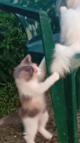 The video shows two cats interacting outdoors. In the foreground, a calico kitten is visible, facing a green plastic chair. Its body is blurred with motion, suggesting it is actively moving, possibly reaching up towards the chair. The kitten's paws are extended. On the chair, a fluffy white cat is seated or positioned. This cat is also blurred, but appears to be looking down or away from the kitten. The background consists of green foliage and dirt or gravel on the ground. The lighting suggests it is daytime, possibly late afternoon due to the slight golden hue. The overall scene depicts a playful or curious interaction between the two felines in an outdoor setting.