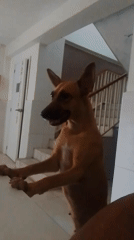 Dog, man's expressions, motivational Spanish text captured in sequence