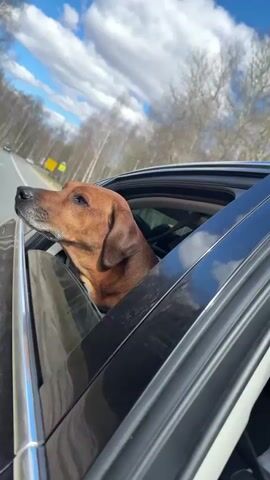 A medium shot captures a brown dog looking out of a car window as it drives along a highway. The dog’s head is sticking out of the window, and it appears to be enjoying the ride. The sky is blue with scattered white clouds, and trees line the side of the road. The car is black, and the highway is asphalt with a yellow line marking the lanes.