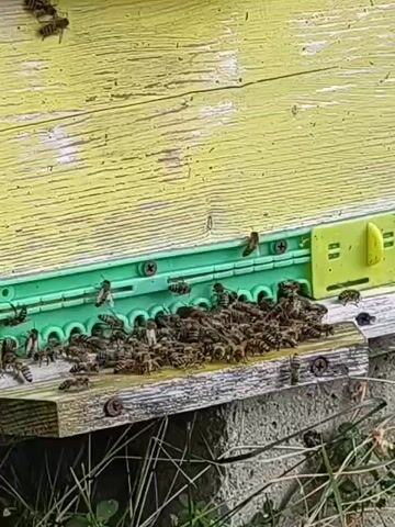 A close-up video shows a wooden beehive painted yellow with a green plastic entrance reducer. Numerous honey bees are congregated on the landing board in front of the entrance and are seen entering and exiting the hive. Some bees are flying in the air around the hive entrance. The landing board appears worn and weathered. There is some dry grass and foliage visible at the bottom of the frame. The video is taken in daylight.
