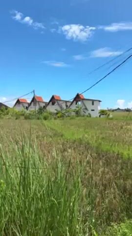 The video shows a rice field in front of a row of houses under a blue sky with scattered clouds. The rice field is partially harvested, with dry stalks visible among patches of green. Tall green grass grows in the foreground, partially obscuring the view. A row of modern-looking houses with orange-tiled roofs is situated beyond the rice field. Power lines stretch across the sky above the houses.