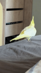 Cockatiel hangs out on bedding and with its owner in Krasnoyarsk
