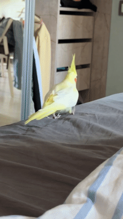 Cockatiel hangs out on bedding and with its owner in Krasnoyarsk