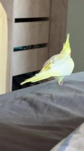 Cockatiel hangs out on bedding and with its owner in Krasnoyarsk