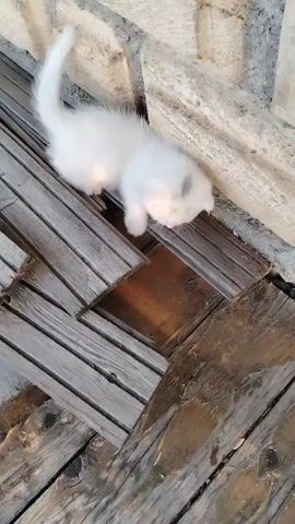A white kitten with gray markings on its face is exploring an area with wooden planks and stone. The kitten is walking on the planks, sniffing and looking around. The kitten appears curious and playful.