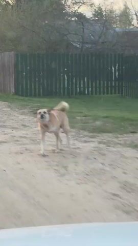 A dog with light brown fur approaches a car on a dirt road, barking. The car drives past the dog. The video shows another dog with white and brown fur standing in a yard. The background includes a green fence, a red wooden house, and greenery.