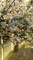 Spring blooms and distressed fish documented near waterway
