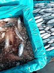 Late-night fish market operations captured in Lhokseumawe, Indonesia