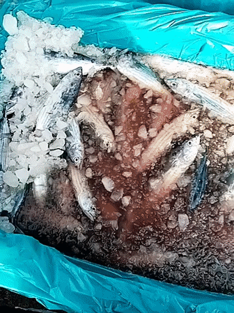 Late-night fish market operations captured in Lhokseumawe, Indonesia