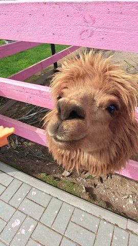 The video shows a close-up of a fluffy, light brown alpaca with dark eyes, appearing curious and gentle. The alpaca is leaning over a bright pink wooden fence, its head positioned slightly downwards. In the foreground, a person's hand is offering a piece of orange carrot to the alpaca. The alpaca actively nibbles on the carrot, its mouth moving as it eats.

The scene is outdoors, with the alpaca on one side of the fence and the person on the other. Behind the alpaca, there's dry, sandy ground with some sparse vegetation and a paved area made of grey interlocking bricks, speckled with pink paint. To the left of the fence, a patch of vibrant green grass is visible, suggesting an outdoor enclosure or pasture. The lighting indicates it is daytime, possibly late morning or afternoon, with no clear indication of weather conditions.

The alpaca's demeanor is calm and inquisitive, its soft fur and direct gaze conveying a sense of approachability. The act of feeding the alpaca by hand suggests a friendly interaction, possibly in a petting zoo or a farm environment. The bright pink of the fence creates a cheerful and slightly whimsical contrast with the natural earthy tones of the background and the alpaca's fur. The video is shot from a high angle, looking down at the alpaca and the hand. No visible text is present in the video. The location context provided is Dorishchi, Russia.