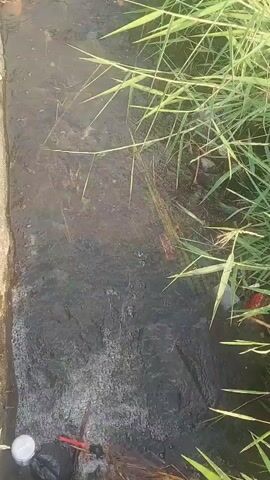 The video shows a narrow, murky drainage ditch with green grass growing along its edges. The water in the ditch appears dark and stagnant, with some debris visible beneath the surface. The grass is tall and lush, creating a dense border on the right side of the ditch. The left side of the ditch is bordered by a concrete structure. The lighting suggests it is daytime, possibly morning or late afternoon due to the warm tones. No people are visible in the video.