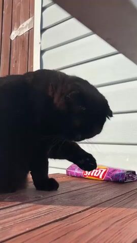 A black cat is grooming its paw on a wooden surface next to a bag of Lay's potato chips. The cat is in focus in the foreground. The background consists of a white, horizontally sided building and a wooden post. Sunlight is illuminating the scene.