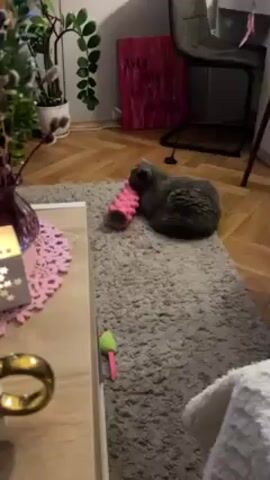 A gray cat lies on a gray rug, nuzzling a pink foam roller. The roller is cylindrical with rounded protuberances. The rug is on a wooden floor, next to a low table with a pink doily and a cat toy. In the background are houseplants, a framed sign with pink letters, and a gray chair. The camera zooms in on the cat. Electronic music plays.