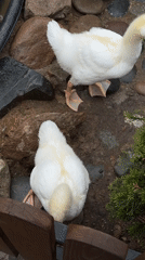 Visitors Document Farm Animals at Polivanovo Petting Zoo