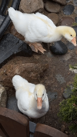 Visitors Document Farm Animals at Polivanovo Petting Zoo