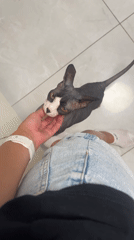 Domestic moments with hairless cat captured in Netanya home