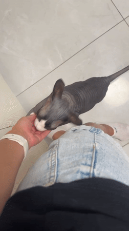 Domestic moments with hairless cat captured in Netanya home