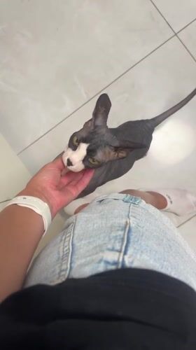 Domestic moments with hairless cat captured in Netanya home
