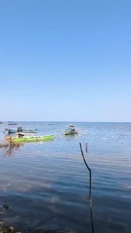 The video shows a calm body of water, likely the sea, with a clear blue sky overhead. Several small boats are visible on the water. In the foreground, a single stick protrudes from the water, with the lower part submerged and the upper part exposed. The water appears shallow near the shore, with some debris or vegetation visible beneath the surface. The horizon is flat and indistinct. The video pans slightly to the right, revealing more boats and some structures in the distance that could be part of a pier or fishing platform. The overall scene suggests a peaceful, natural environment, possibly a coastal area or a large lake.