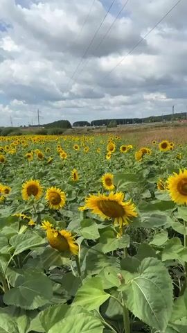 The video shows a vast field of sunflowers under a partly cloudy sky. Power lines and transmission towers are visible in the background. A dirt path runs along the left side of the frame, adjacent to the sunflower field. The camera appears to be moving, panning across the scene. There are no people visible in the video. The sunflowers are in bloom, with bright yellow petals and dark centers, and are surrounded by large green leaves.