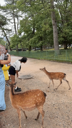 Tourists feed deer in rainy Nara Park during early morning