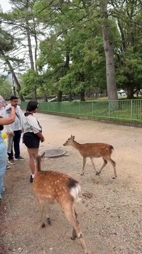 Tourists feed deer in rainy Nara Park during early morning