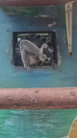 A ring-tailed lemur is visible in a framed opening of a painted structure. The lemur is mostly gray with black and white markings on its face and tail. It is leaning out of the opening, with its head turned downwards. Inside the opening, other lemurs are visible, partially obscured. The structure is painted in shades of blue and green, with some signs of wear and tear. A wooden beam runs horizontally in the foreground.