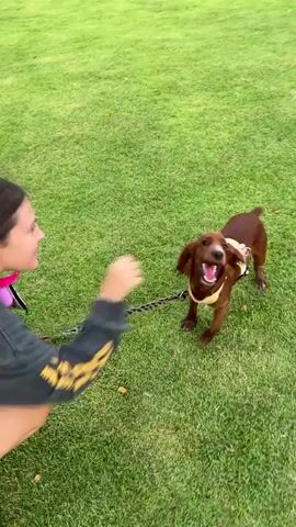 A person kneels on a grassy lawn holding a leash attached to a brown dog. The person extends their right hand towards the dog, which is wearing a yellow harness. The dog is looking at the person and has its tongue sticking out. The grass is green and appears to be mowed. The background is out of focus, but appears to be more grass.