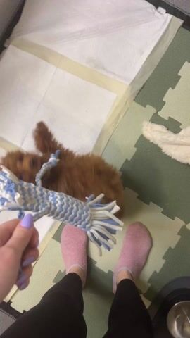 A person in black pants and pink socks stands in a playpen, dangling a blue and white rope toy at a small brown poodle. The playpen is lined with white puppy pads on one side and interlocking green and beige foam tiles on the other. A soft, light-colored blanket rests near the edge of the tiles. The poodle first attacks the blanket, then the rope toy, and finally ends up sprawled out on a puppy pad, looking up at the person.