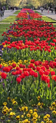 Red tulips bloom in Varna park displays