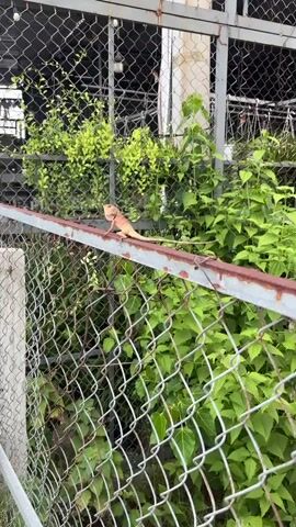 The video shows a lizard walking on a rusty metal beam that is part of a fence. Behind the fence are green plants. The lizard walks from right to left and then moves out of view. The fence is made of chain-link. Part of the fence is grey.