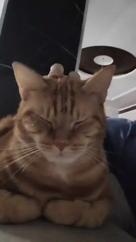 A close-up shot features a ginger tabby cat, with its eyes closed, resting on someone's lap. The cat's paws are neatly tucked in, forming a loaf position. A hand is visible, gently scratching the top of the cat's head. The background includes a dark, possibly marble-patterned wall, and a ceiling with a circular light fixture. The person holding the cat is wearing a blue shirt. The environment appears to be indoors.