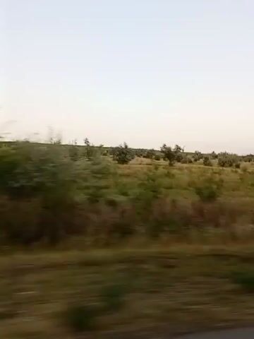 The video shows a blurry, side-view of a rural landscape, likely from a moving vehicle. The scene is dominated by green foliage, with some areas of dry grass or brush. There are scattered trees and what appear to be olive groves in the distance. The sky is a pale, washed-out blue or grey, suggesting either early morning or late afternoon. The motion blur indicates the camera is in transit, capturing a fleeting glimpse of the environment. There are no people or discernible objects in the foreground or midground.
