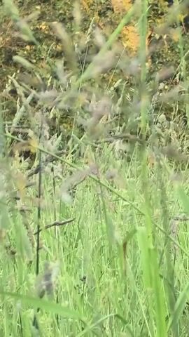 The video shows a close-up, blurred view of tall green grass and plants. The background is out of focus, with hints of yellow and green foliage, suggesting an outdoor natural environment, possibly a meadow or a field. The camera appears to be moving slightly, causing a gentle swaying motion in the grass. The overall impression is one of natural growth and a serene, albeit slightly indistinct, outdoor setting.