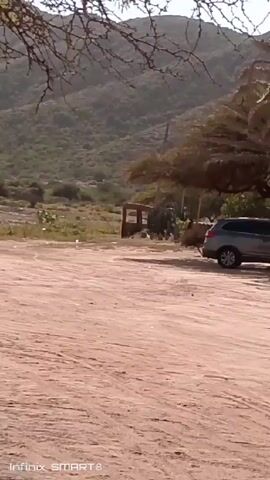The video begins with a ground-level view of a dirt road or clearing, with a scrubby landscape and a hill or mountain in the background. The camera then pans up and across, revealing a tree in the foreground, its branches partially obscuring the view. As the camera continues to pan, a white sign becomes visible in the distance, along with more of the dirt road. The camera finally reveals a silver pickup truck parked in a lot with palm trees and other vegetation. The video is shot in daylight and the lighting is bright. The video quality is average, and the frame is slightly shaky during the panning motion. A watermark “Infinix SMART 8” is visible in the lower left corner.