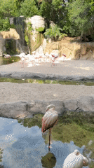 Wildlife viewing documented at Bioparc Valencia zoo