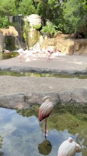 Wildlife viewing documented at Bioparc Valencia zoo
