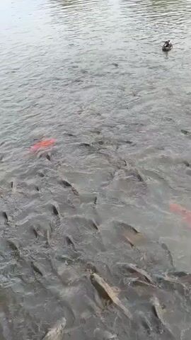 A school of fish swims in a body of water, with one large orange fish and a duck visible in the distance. The water appears murky and there are ripples on the surface, suggesting it is calm with a slight breeze. The lighting indicates it is daytime. The scene is likely an outdoor setting, possibly a pond or lake, given the presence of the duck and the abundance of fish. There are no people visible in the frame. The overall impression is one of natural activity in an aquatic environment.