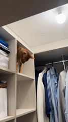 Orange cat explores walk-in closet in Kazan, Russia