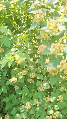 The video displays a close-up shot of a leafy green shrub with clusters of small, light-colored flowers. The camera is positioned close to the foliage, giving a detailed view of the plant's texture and the delicate blooms. The lighting suggests an outdoor setting, possibly a garden or park, with sunlight filtering through the leaves, creating a dappled effect. The overall impression is one of natural beauty and tranquility, with the focus solely on the botanical subject.